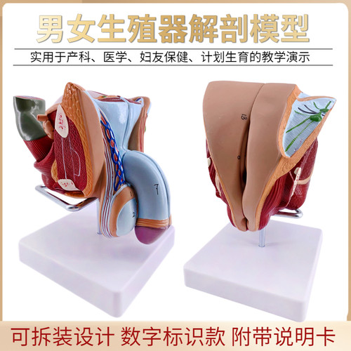 教学女性男性生殖器泌尿系统w标本内外生殖器睾丸解剖模型医疗教