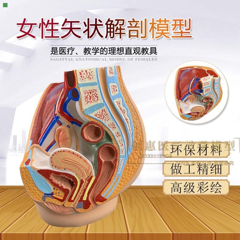 正品女性盆腔解剖模型生殖泌尿子宫妇科矢状切模型骨盆模型包邮