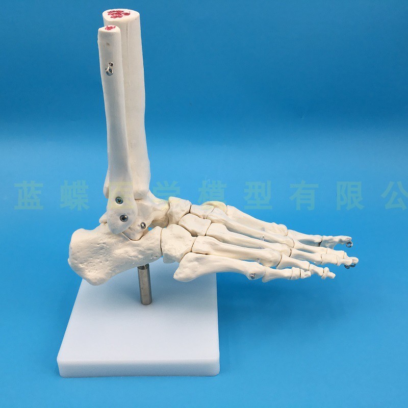 脚掌骨骼模型 足骨模型 成人脚掌关节功能模型 人体脚.关节附韧带