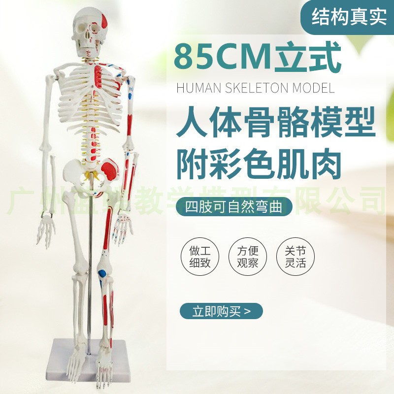 85CM人体骨骼模型肌肉着色骨架模型 附椎间N盘神经肌肉起止点 立