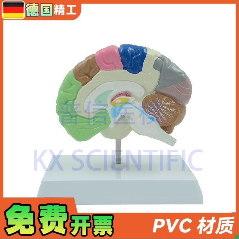 德国】KX-A6121普信大脑模型人体彩色右半脑功能Y区医药礼品展