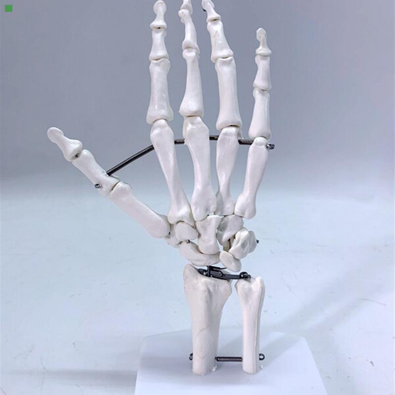 人体手掌骨模型手关节骨骷髅骨骼关节骨科骨架骨头手指骨手掌骨模