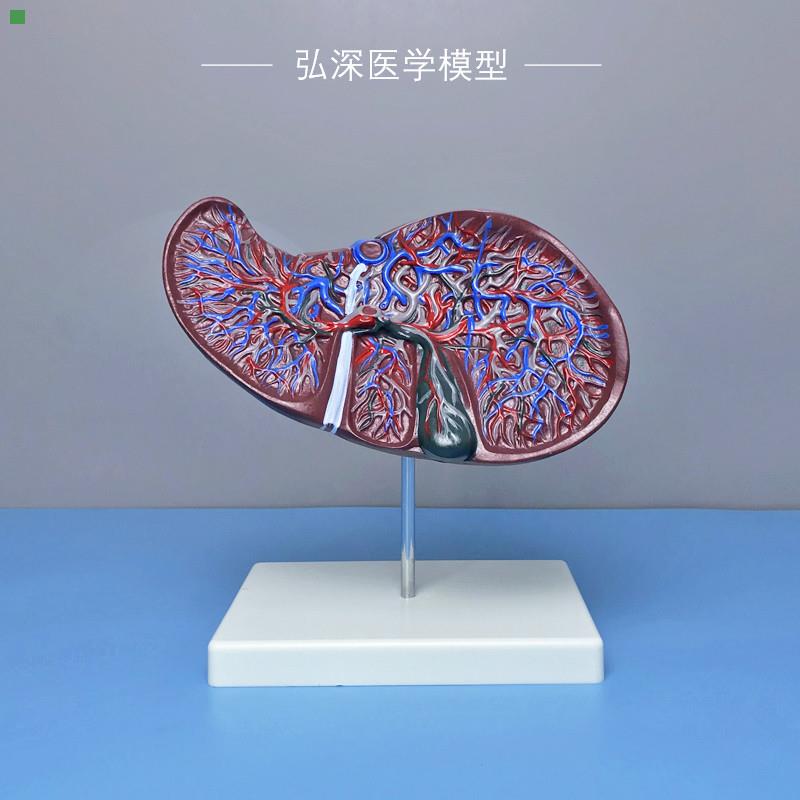 肝解剖模型2倍放大肝胆血管内脏器官人体消化系统结构胆囊医教学
