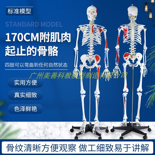 彩色170cm人体骨骼半边肌肉着色模型骨架仿真教学 U脊椎 骷髅标本