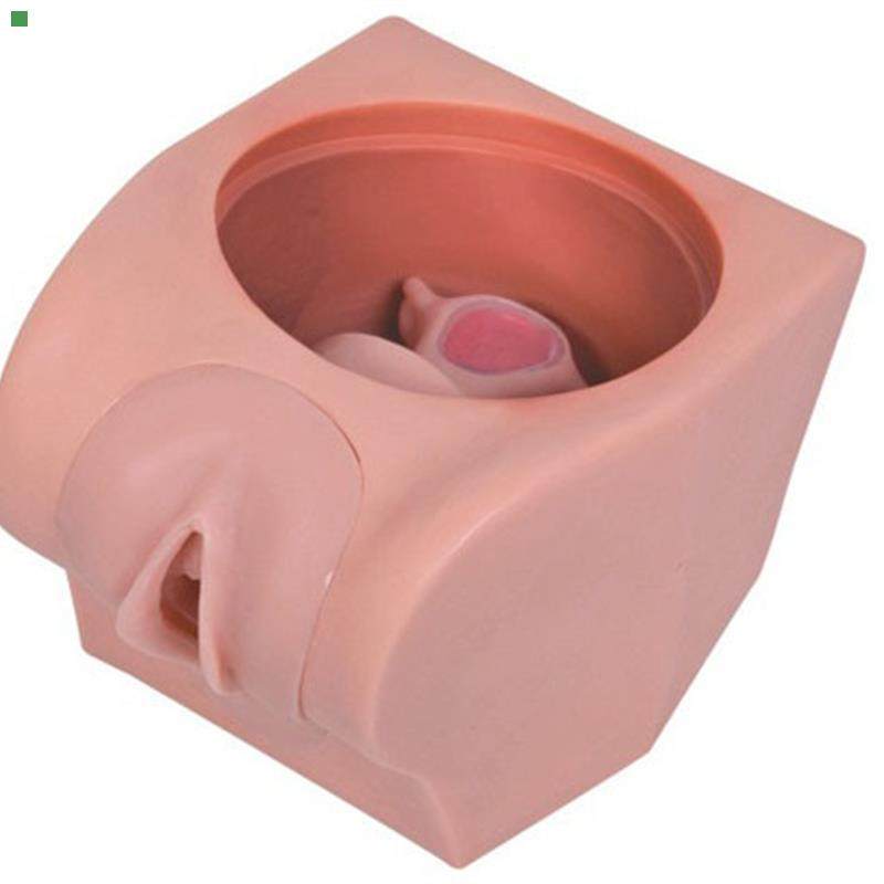 高级计划生育教育模型