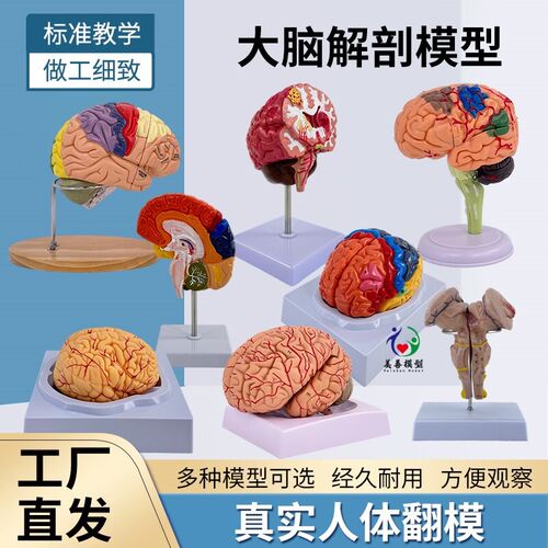 1:1大脑功能分区模型脑模型w医学 仿真脑模型皮层分区模型医学示