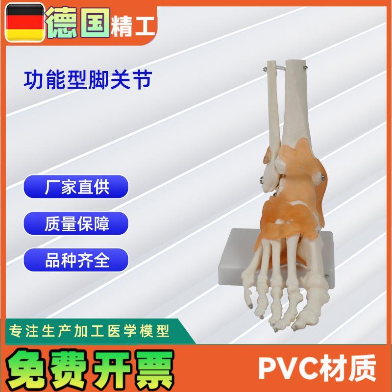 功能型脚关节模q型人体关节模型教学模型脚骨