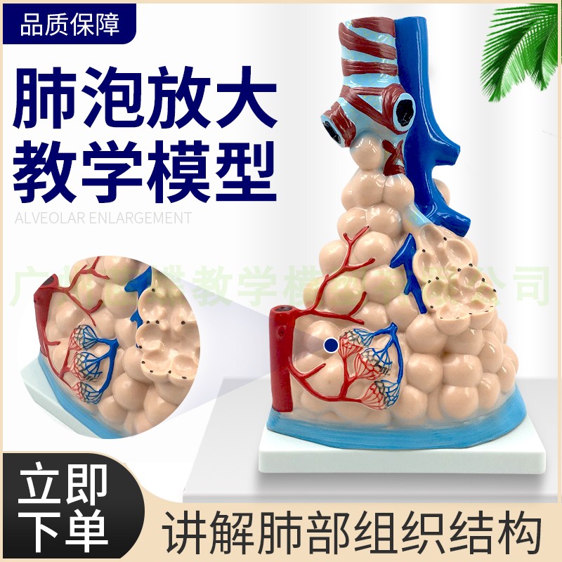 肺部模型 大型肺泡放大模型人体内脏呼吸肺Q模型 人体教学模型