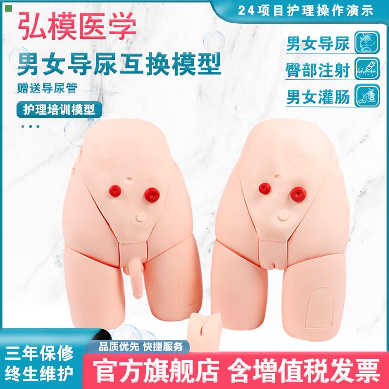 弘模灌肠及导尿模型 男性内外生殖解剖模型男女导尿训练模型
