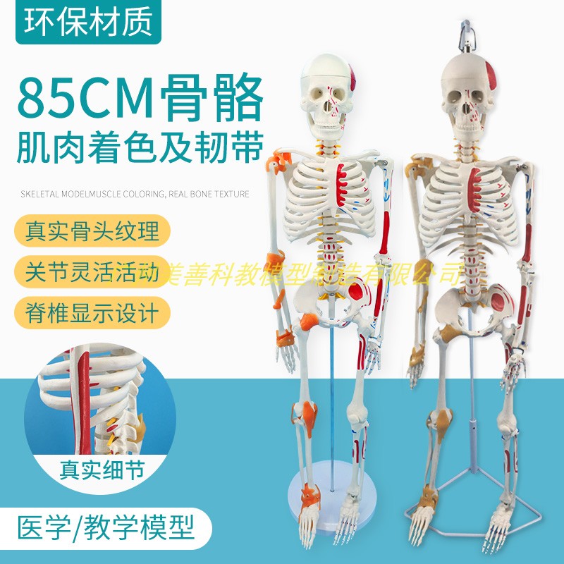 85CM人体骨骼带神经带椎间盘模型骨架附肌M肉起止点着色及韧带模