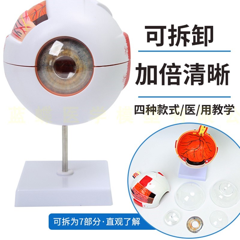 人体眼球仿真模型6倍放大眼睛结构造解剖眼N模型教学仪器珠具医学