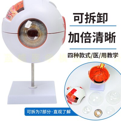 人体眼球仿真模型6倍放大眼睛结构造解剖眼N模型教学仪器珠具医学