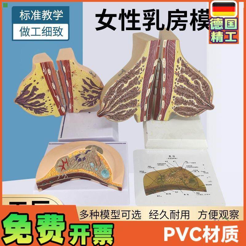 哺乳期乳房模型胸部解剖乳房结构造乳房乳腺解剖模型催乳师教具