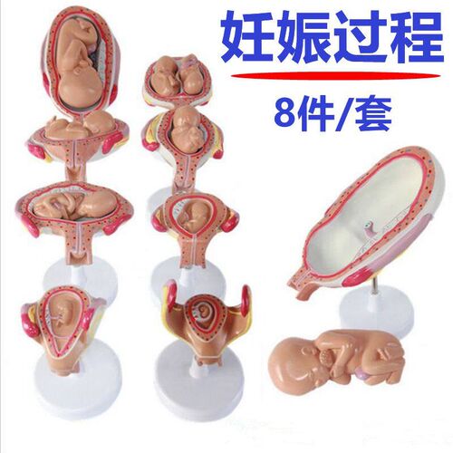 妊娠胚胎发育过程模型 受精卵形A成 胎儿生长产科教学助产卵巢胎