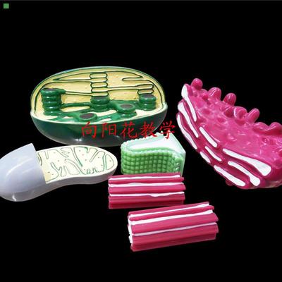 向阳花细胞器结构模型 高中生物仪器 教学器材  厂家直销 包邮