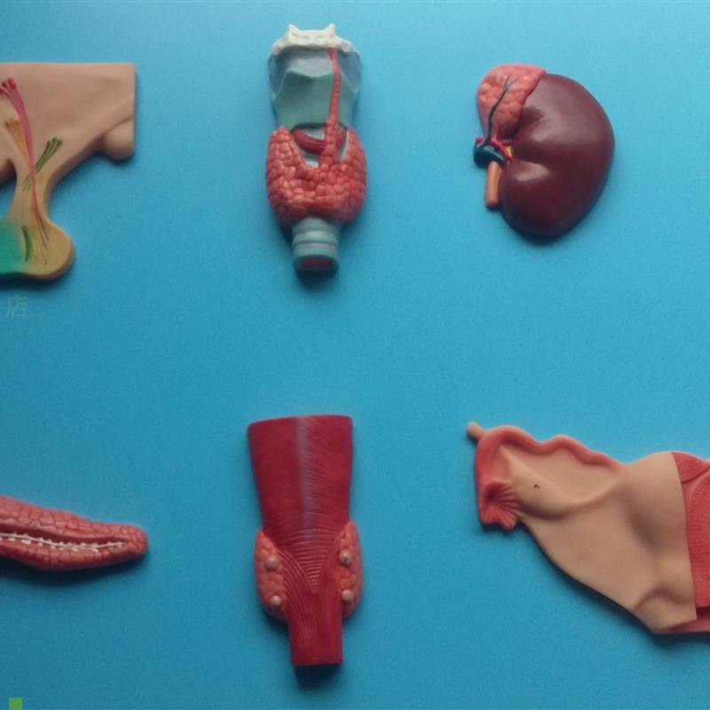 正品人体内分泌系统模型内分泌腺F医学甲状腺肾上腺垂体松果体