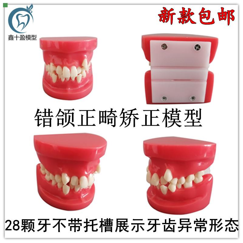 牙齿模型矫正模型练习正畸模型口腔模型牙科模型牙医练习模型B4
