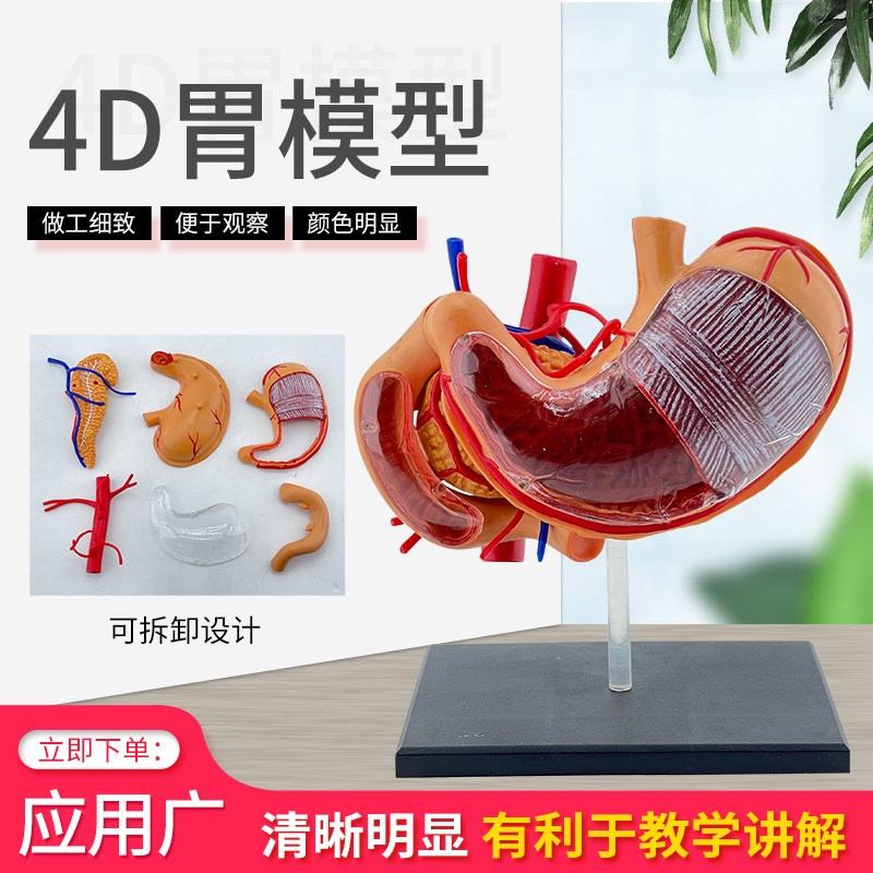 4D拼装胃部结构解剖模r型 医学教学 人体器官模型 胃解剖模型