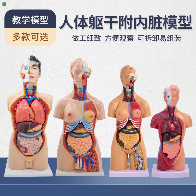人体解剖模型器官可拆卸医学教学心脏内脏模型玩具躯干系统结构图