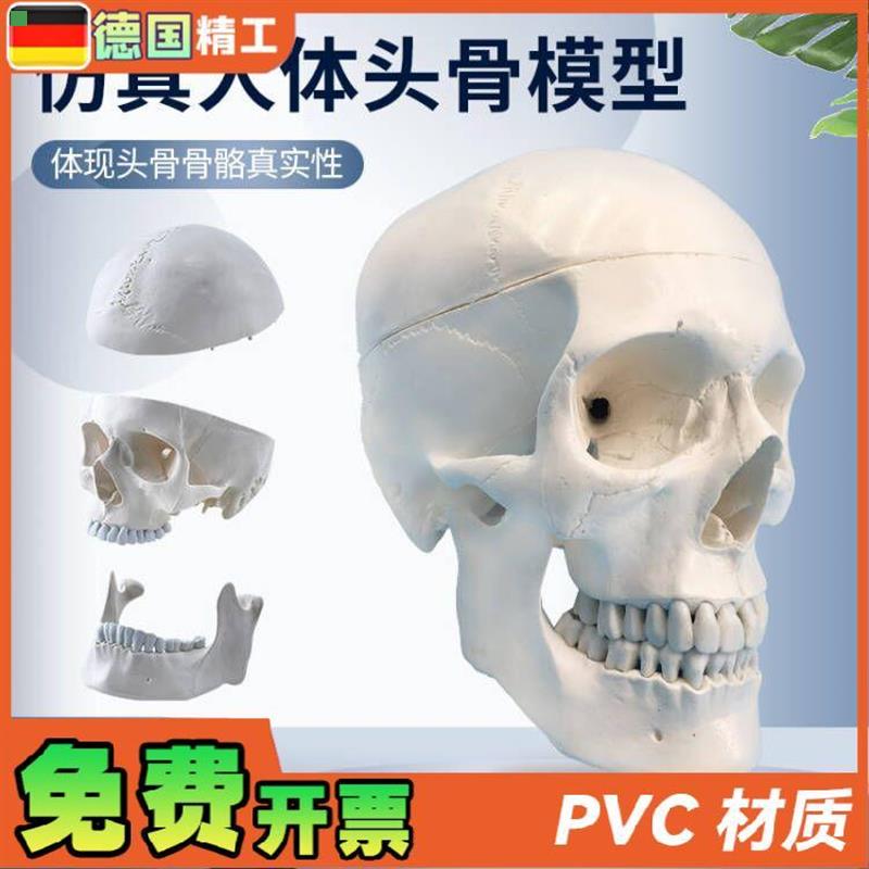 自然大头骨模型头颅骨模型人体骨骼脊柱模型 医用艺用美术骷髅头