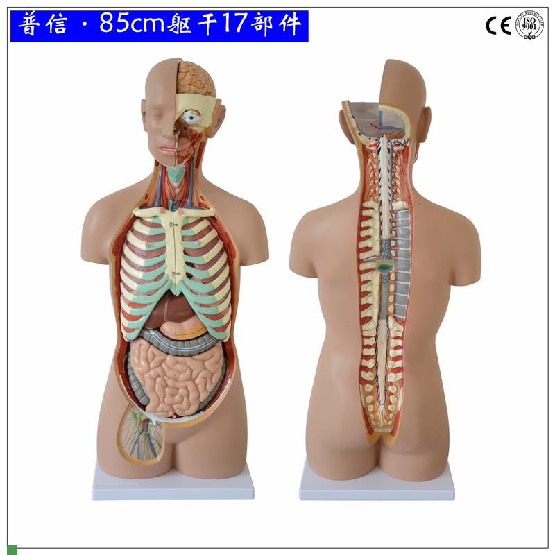 可拆分人体躯干85cmq无性开背1比1成人大小医用人体器官解剖模型