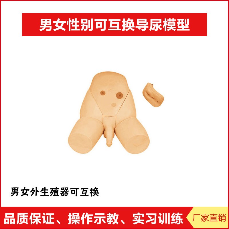 男女性别可互换护理导q尿模型 结肠造瘘口护理模块 厂家直销 正品
