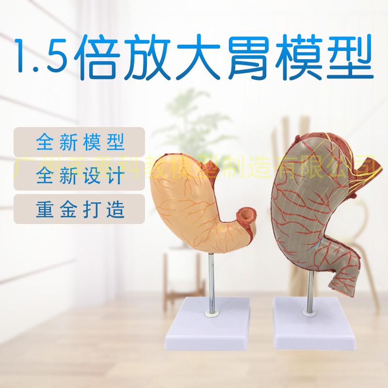 1.5倍胃模型 胃解剖模型t 胃解剖结构标本 消化器官 仿真人体胃部