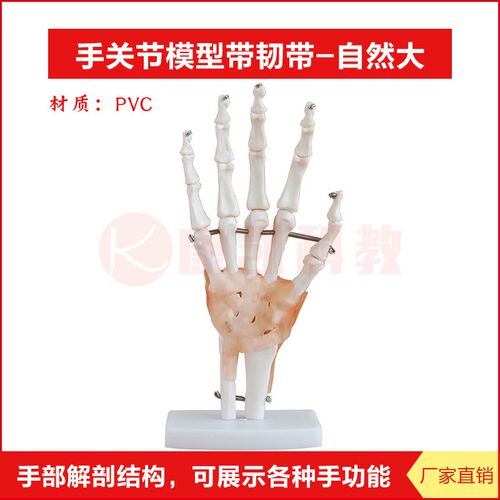 手骨模型b手模型关节手部骨骼结构手掌骨骼腕关节附韧带构造教学