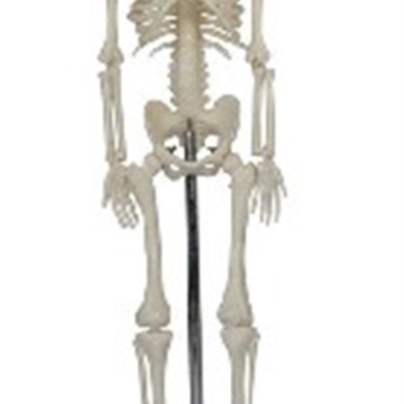 人体骨骼模型45CM (全身带支架)/全身K骨骼模型 骨架 教学美术
