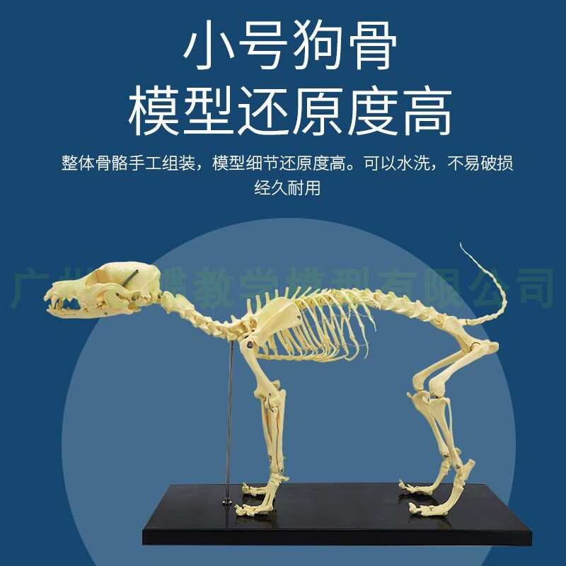 仿真狗骨骼模型 骨架 动物模型 教学模型 动物模型V 兽医教学用具