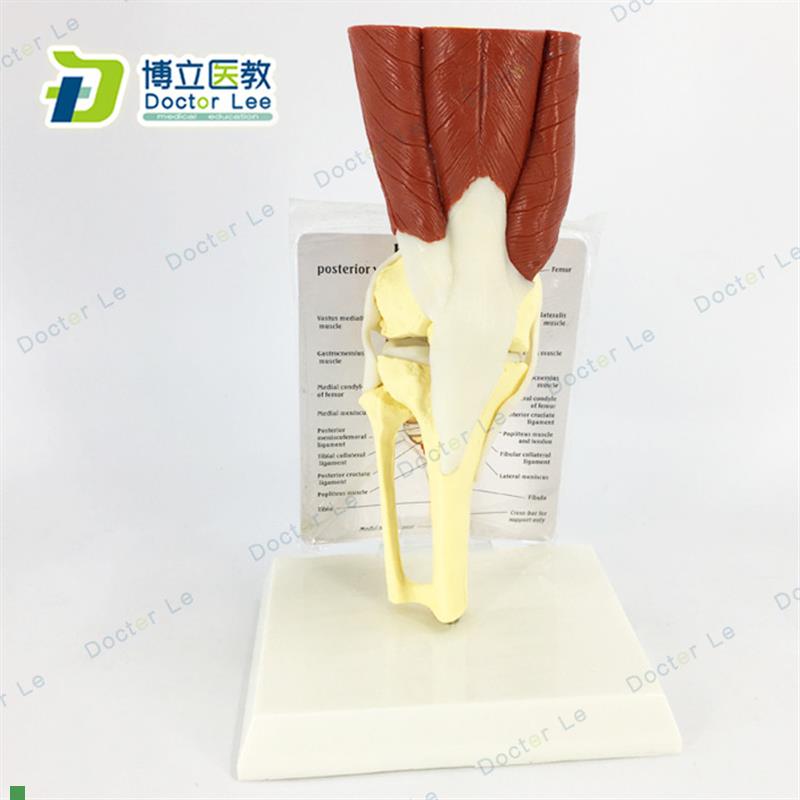 人体膝关节肌肉模型骨z骼骨架模型医用教学模型
