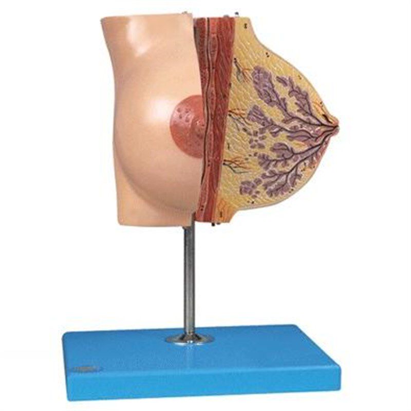 静止期女性乳房模型s/解剖模型/胸部模型A15110