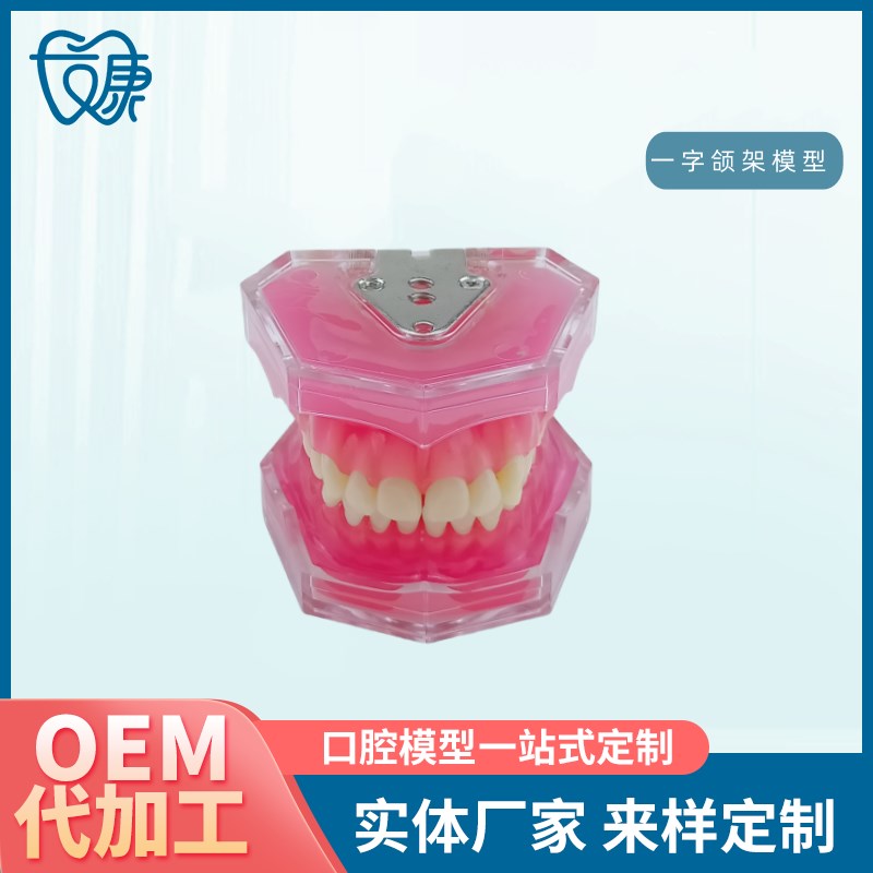 28拔牙模型人体牙齿结构解剖模型口腔I牙模具彷真牙科教学牙模型
