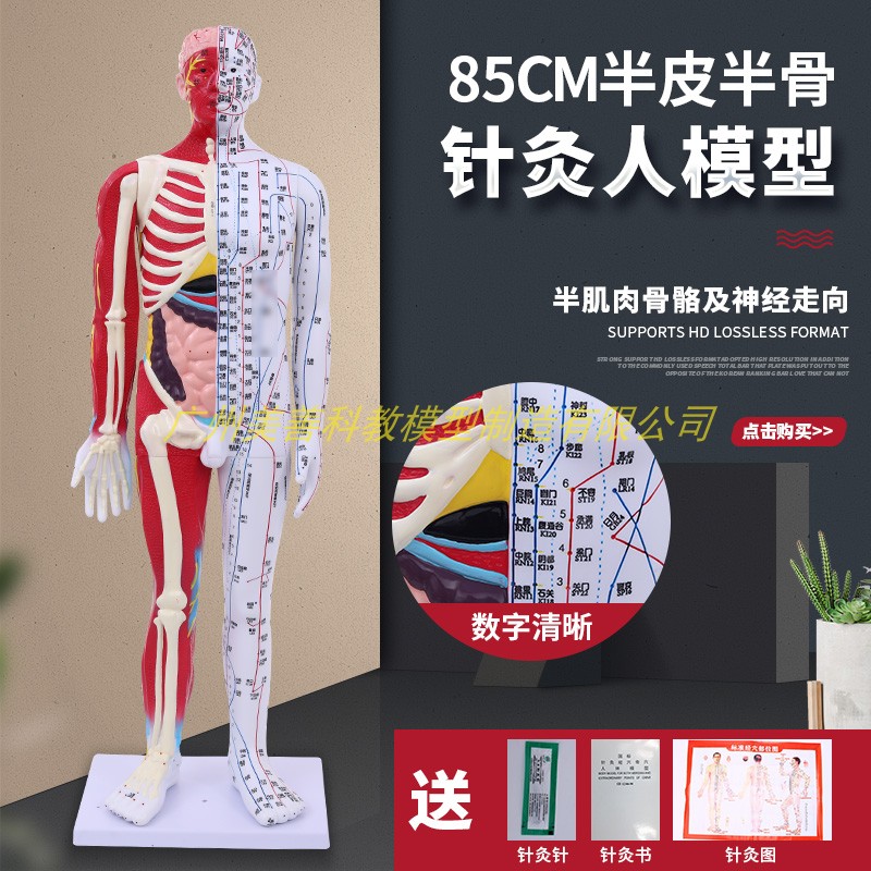 85cm刻字超高清晰人体穴位模型针灸按摩教学模Q型半皮半肌经络模