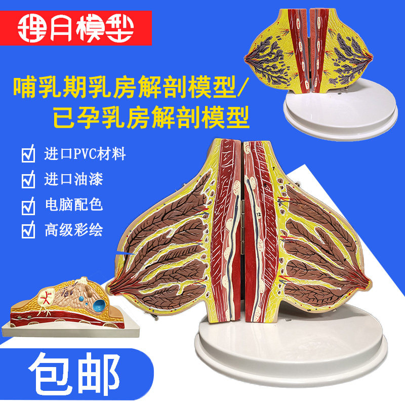 病理病变乳房解剖模型 妇产科教具D 美容院 女性乳腺剖面结构模型