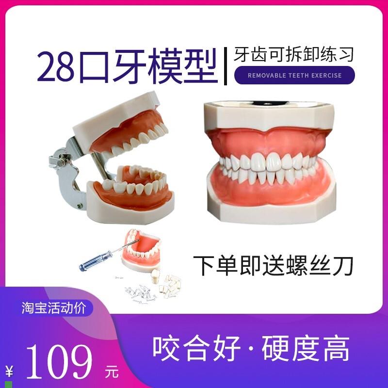 新款备牙商用开髓牙种植牙科牙粒口腔根管离体牙树T脂牙考试专用