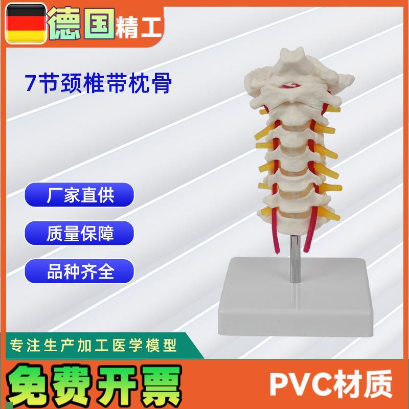 自然大7节颈椎带枕r骨模型颈椎医用教具教学模型直销