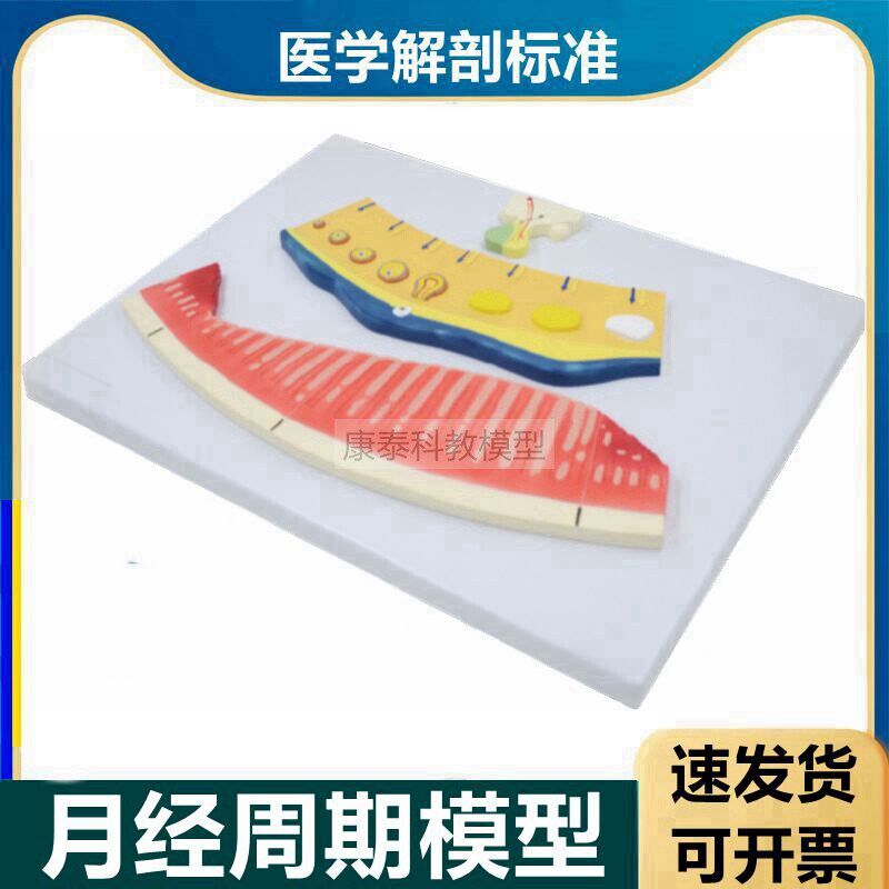 月经周期模型g卵巢周期变化黄体功能卵巢解剖放大卵泡生理子宫生