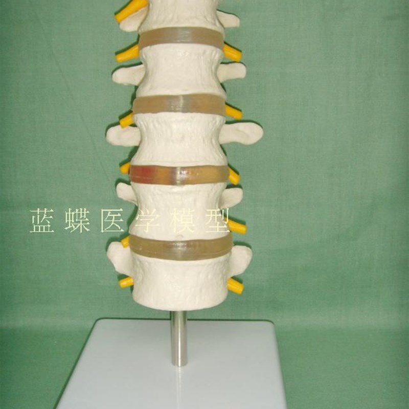 正常人体腰椎组合 腰椎模型 脊椎 脊I柱模型 腰椎附椎间盘模型