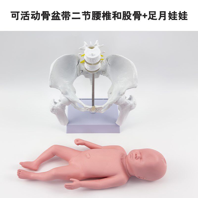 高级足月胎儿女性骨盆妊娠模型 新生婴儿M护理初生婴儿娃娃模型