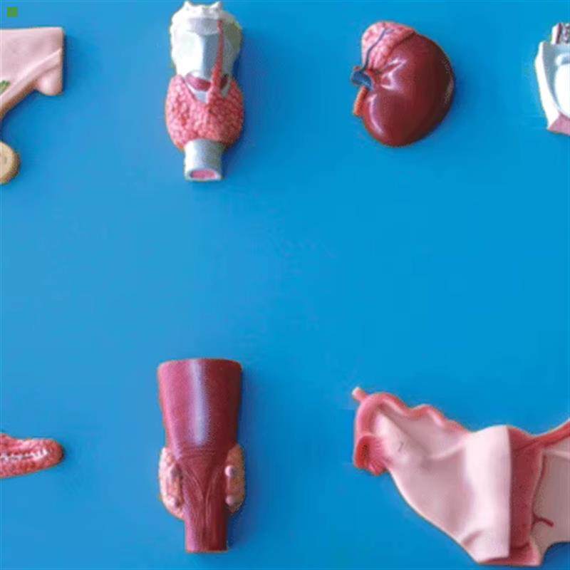 人体内分泌器官模型GD/A19002