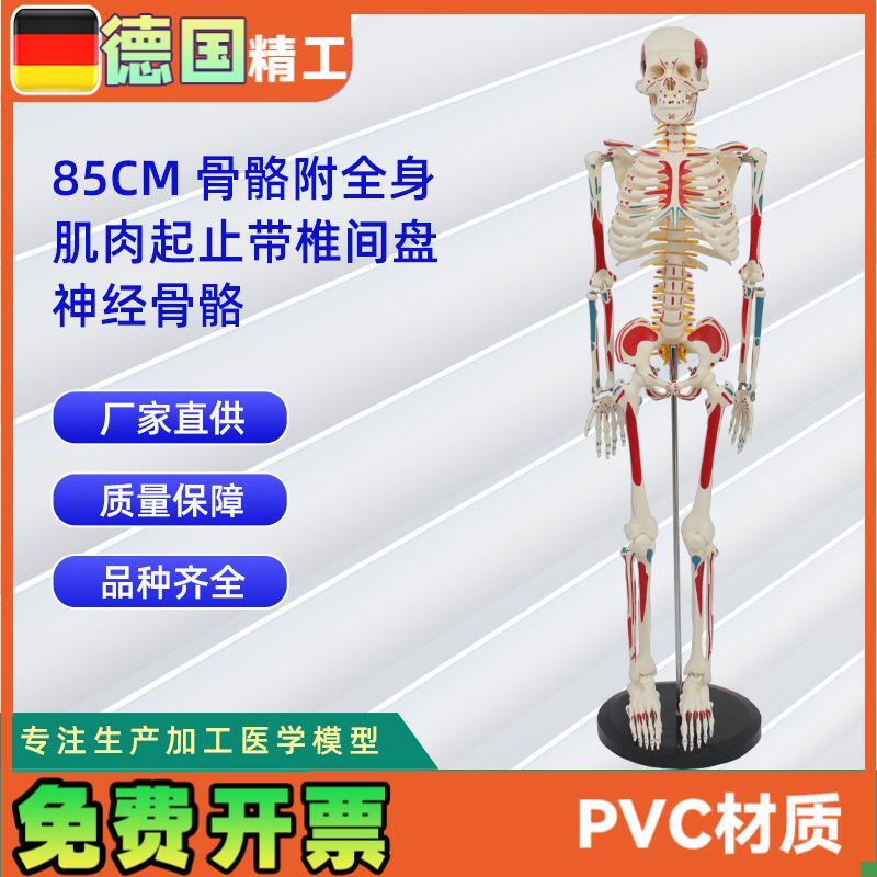 85CM附全身肌肉起止带椎间盘神经骨骼人Z体骨骼模型