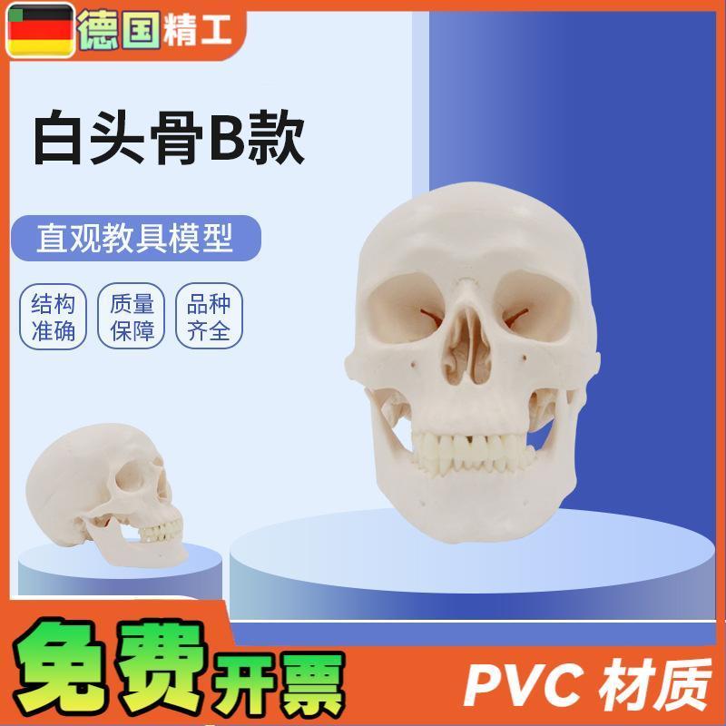 德国】PNT-0150B白头骨B 树脂工艺品1:1骷髅头模型 美术骷髅头雕