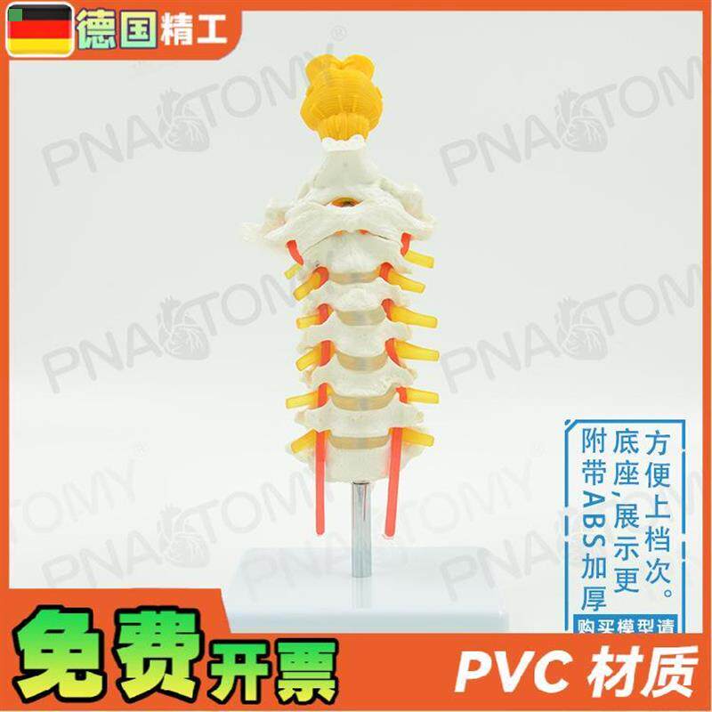德国人体颈椎颈动脉枕骨椎间盘脑干骨骼模型教学 骨科疼痛科