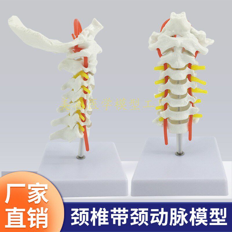 1:1人体颈椎带神经模型 脊椎骨骼骨架模型 教学医V用人体标本模型