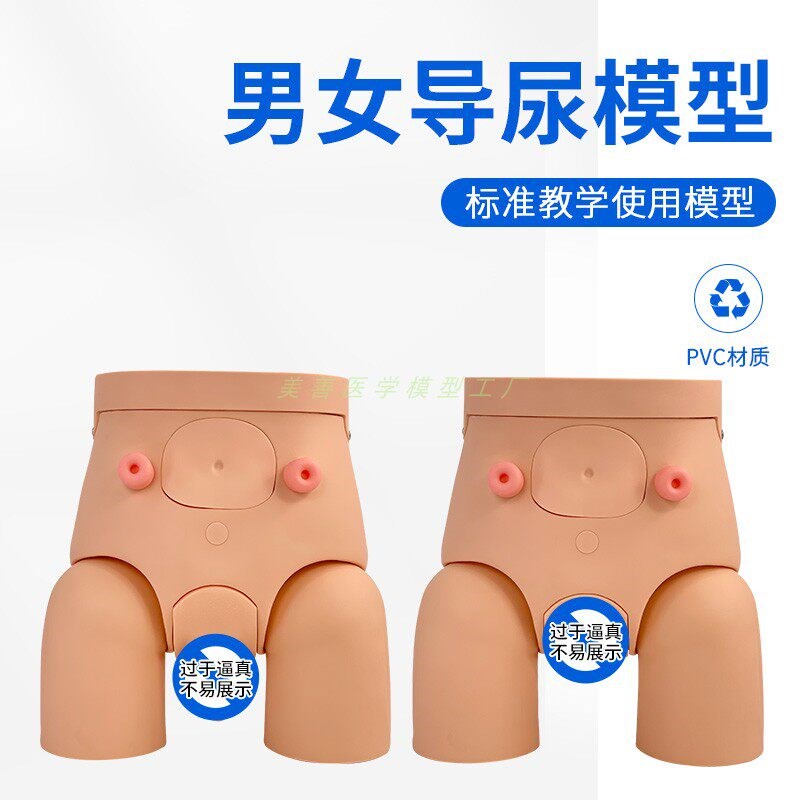 高级男性a导尿模型 男女性内外生殖器解剖 人体泌尿生殖系统模型