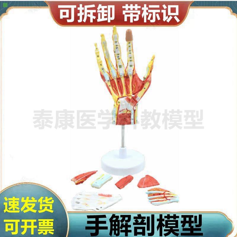 手掌解剖模型 皮肤肌肉深浅筋膜 关节 韧带 肌腱 手外科医学教具