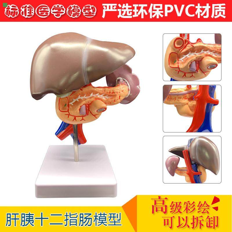 人体肝胰十二指肠模型肝脏解剖模型人体器官模型医学 教学模型