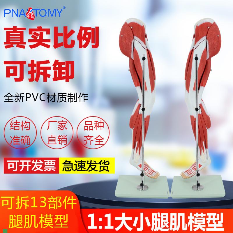 1比1医学人体h下肢肌肉解剖运动系统大腿骨骼康复训练健身模型标