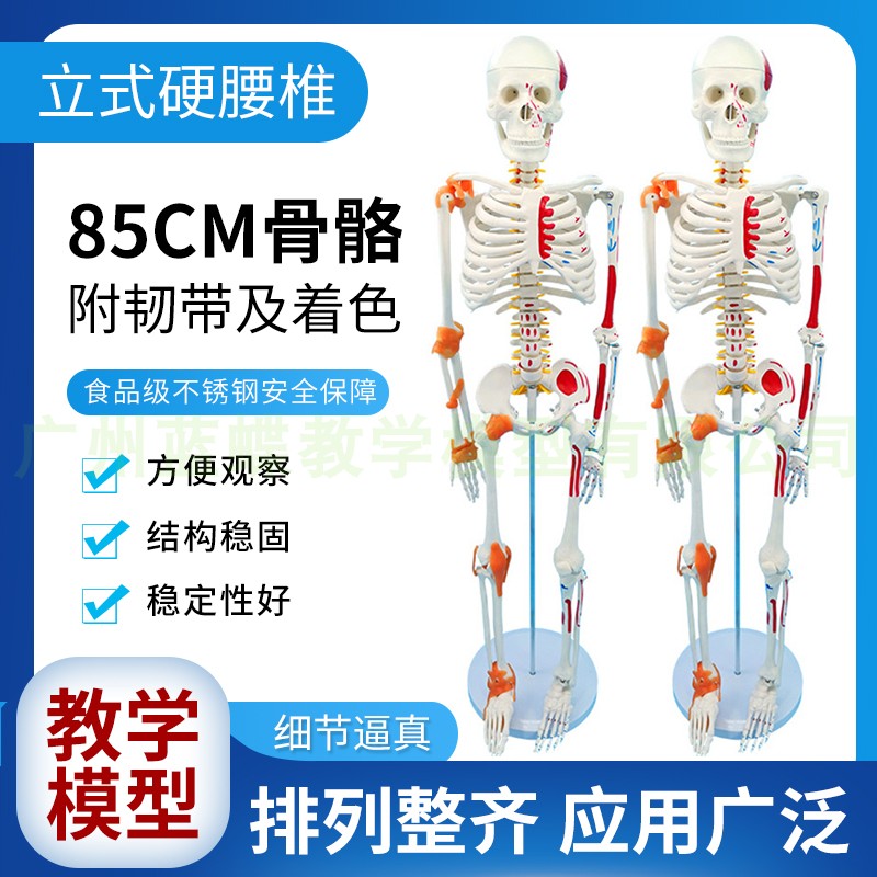 85cm人体骨骼模型成人小骷髅A教学脊椎全身骨架模型附韧带肌肉着